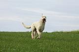 IRISH WOLFHOUND 002